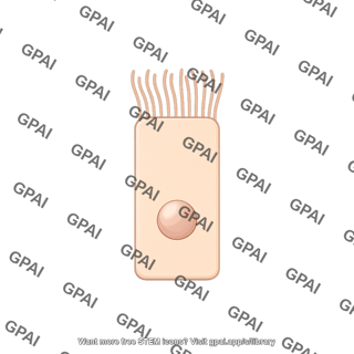 Columnar cell ciliated