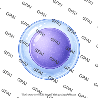 Lymphocyte