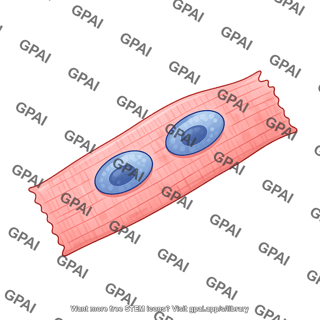 Cardiomyocyte 2 binucleated
