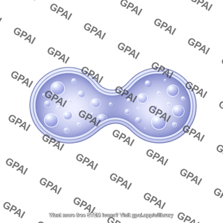 Endosome membrane early