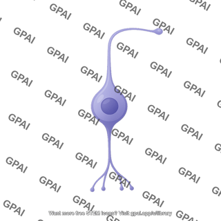 Retinal cell ganglion 1