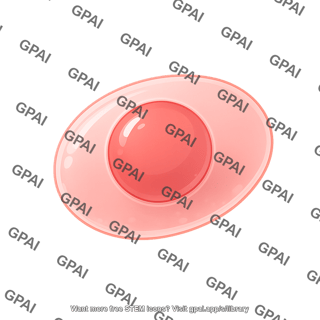 Human induced pluripotent stem cell