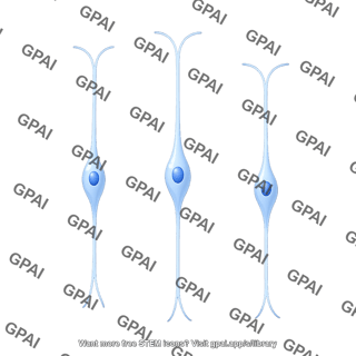 Radial glial progenitor bipolar 3