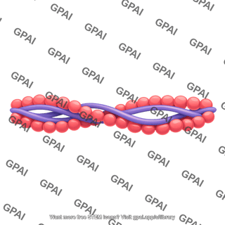 Actin filament