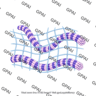 Collagen matrix