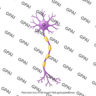 Multipolar neuron motor myelinated longitudinal cut