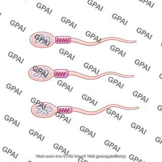 Meiosis 14. sperm