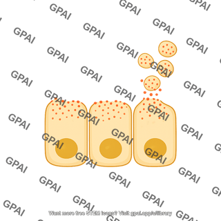 Exocrine cells apocrine