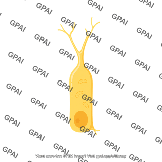 Odontoblast