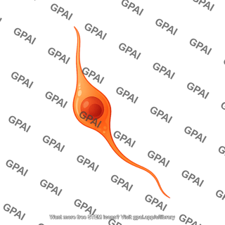 Granule neuron amplifying progenitor