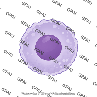 Mesothelial cell 1