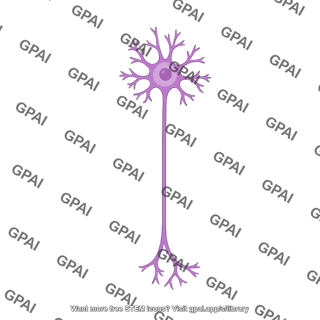 Enteric neuron dogiel type i