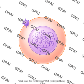 Meiosis 14 ovum
