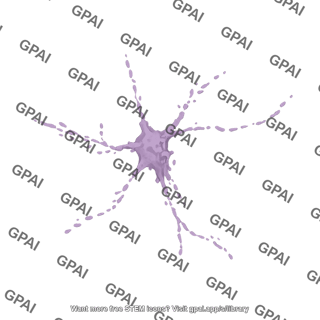 Cortical neuron cultured 1 degenerating