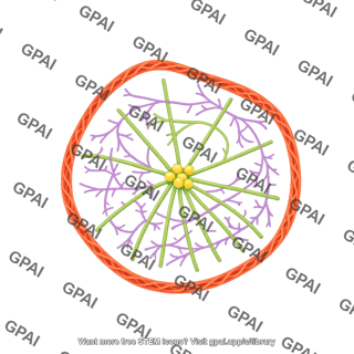 Cytoskeleton 2