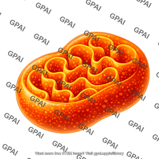 Mitochondria swollen