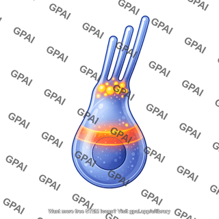 Hair cell type 1 depolarized 2