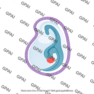 Mouse embryo e7.5
