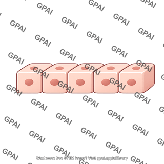 Epithelium simple cuboidal row