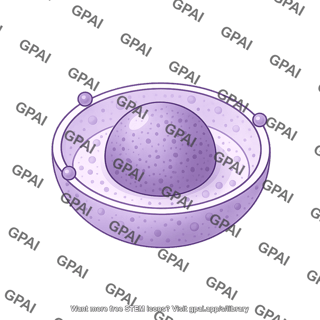 Nucleus shape 5 01
