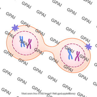 Meiosis 08 prophase ii b