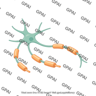 Oligodendrocyte myelinating 3