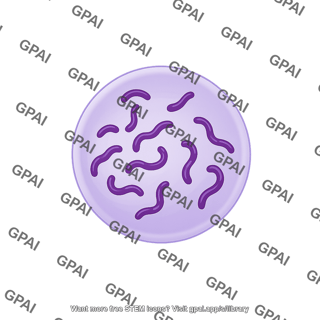 Reticulocyte