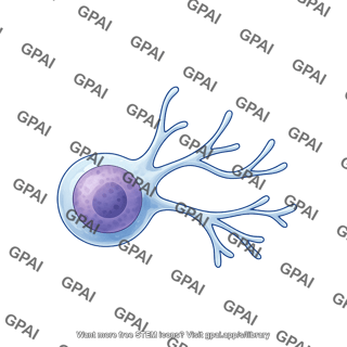 Lymphocyte tissue resident memory