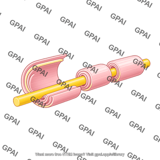 Myelin sheath pns expanded