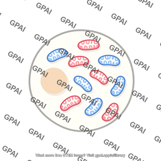 Cell with mitochondrial heteroplasmy