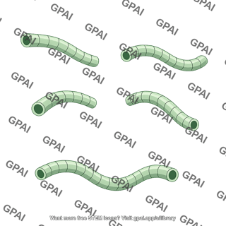Microtubule simplified 5