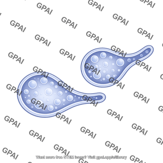 Endosome membrane 2