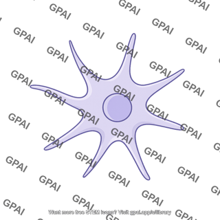 Stellate cell 2