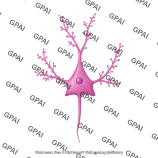 Pyramidal neuron hippocampal dendritic spines med
