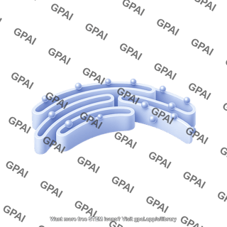 Er membrane with ribosomes