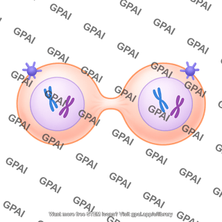 Meiosis 07 cytokinesis i b