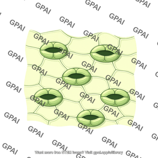 Plant surface with stomata
