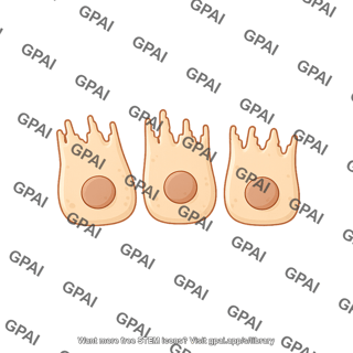 Enterocyte damaged 6