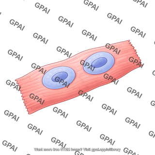 Cardiomyocyte eccentric hypertrophy
