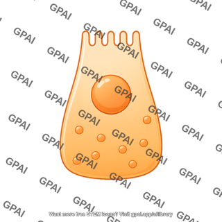 L cell