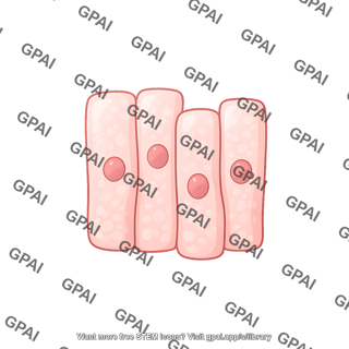 Pseudostratified epithelium few not ciliated