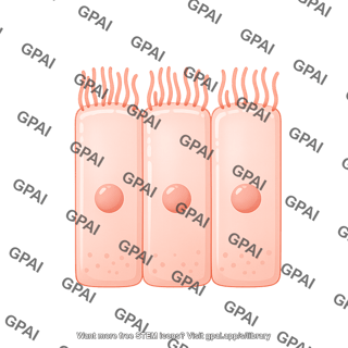 Pseudostratified epithelium cell 1 ciliated