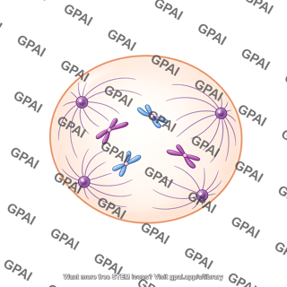 Meiosis 09. prometaphase ii a