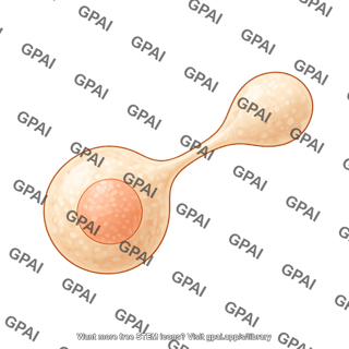 Spheroidal cell squeezing