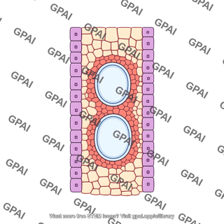 Xylem tissue plant slice