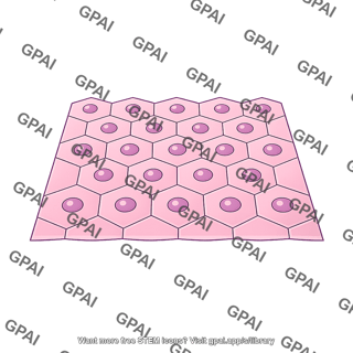 Tissue sheet hexagonal