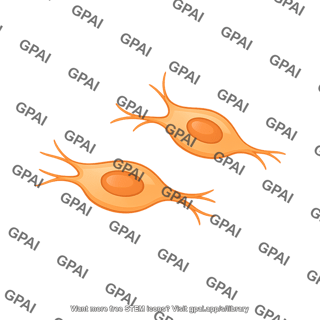 Olfactory ensheathing cell