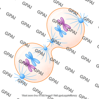 Meiosis 12 telophase ii b