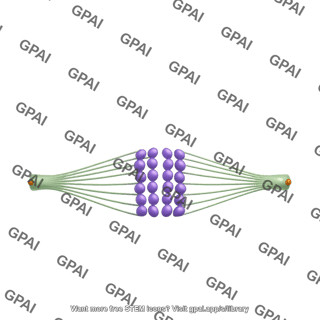 Cell spindle small long