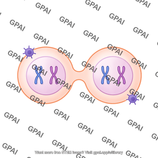 Meiosis 08. prophase ii a